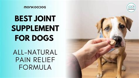 The Best Joint Supplements For Dogs - Monkoodog