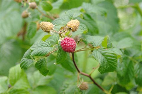 Fotos gratis : árbol, naturaleza, Fruta, dulce, hoja, flor, comida, rojo, Produce, color, jardín ...