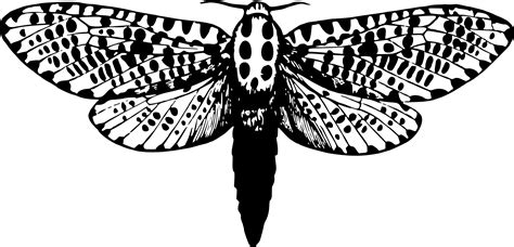 Leopard Moth Vector Clipart image - Free stock photo - Public Domain photo - CC0 Images