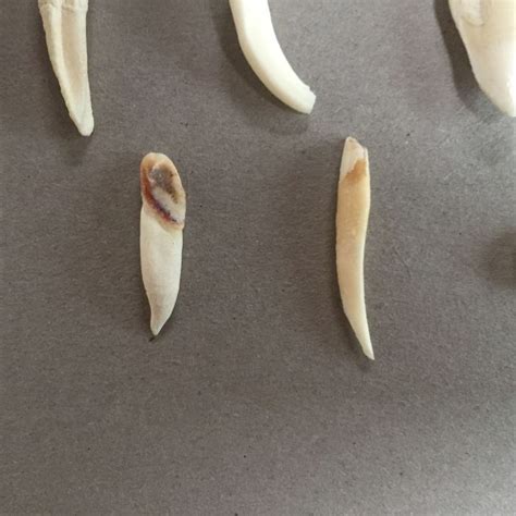 Kangaroo teeth - 15 mm to 40 mm (8 teeth) - Catawiki