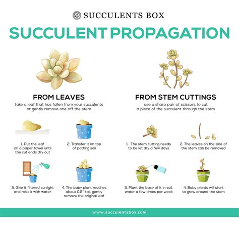 Basic Ways for Succulents Propagation - Succulents Box