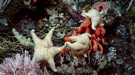 Throughout the Seascape Alaska 3 expedition, we observed sea stars feasting on corals at a depth ...