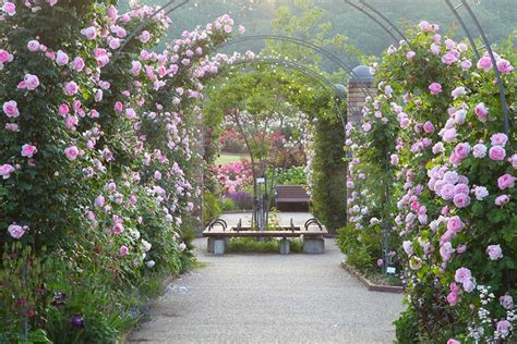 カメラマンが訪ねた感動の花の庭。新潟県「国営越後丘陵公園 香りのばら園」 | 庭, 素敵な庭, 花壇