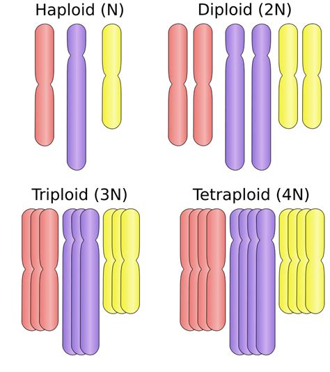 Difference Between Aneuploidy and Polyploidy | Definition, Characteristics, Disorders