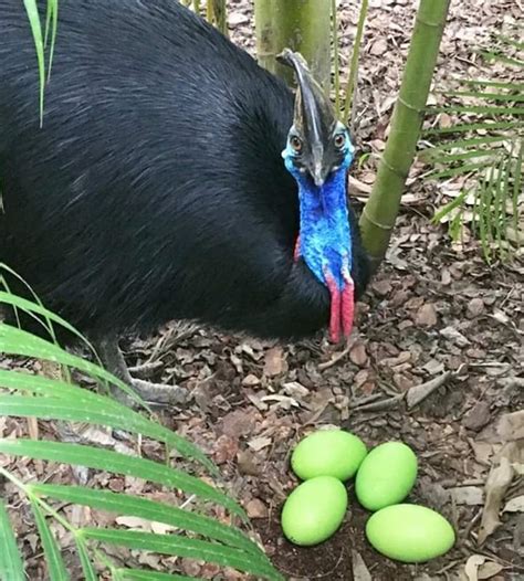 පරිණාමික දිනපොත / Diary of Evolution: කැසොවරි බිත්තර (Cassowary Eggs)