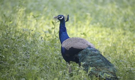 INDIAN PEAFOWL - PROFILES, FACTS, IMAGES