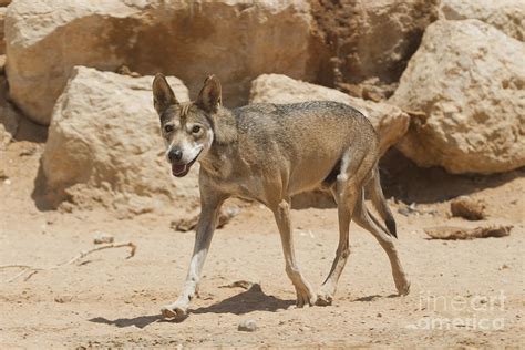 Arabian wolf Canis lupus arabs Photograph by Eyal Bartov