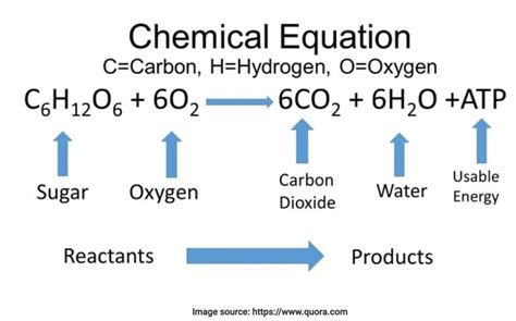 What is the equation for cellular respiration? Know Everything