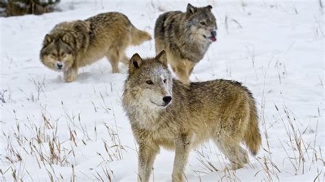 Arctic Wolf Pack Hunting