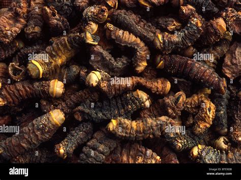 A pile of dried mopane worms - collected from Mopane trees. These are caterpillars of the ...