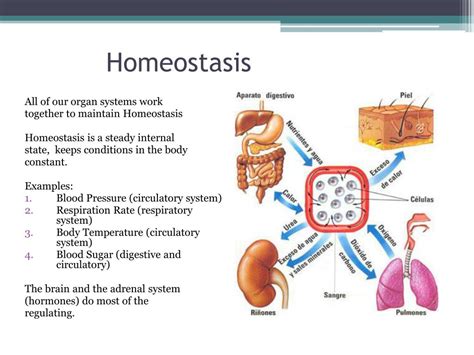 PPT - HOMEOSTASIS PowerPoint Presentation, free download - ID:5736702