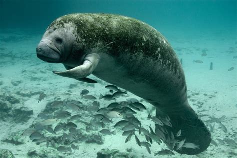 Changes Sought for Florida Manatee Critical Habitat as Deaths Set New ...