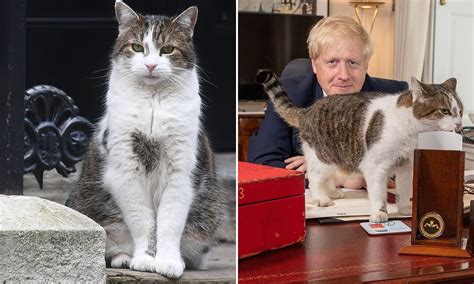 Boris Johnson Cat : Larry The Cat Celebrates 10th Year As Chief Mouser ...