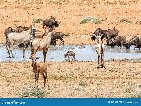 Busy Watering Hole stock photo. Image of horns, hole - 139273722