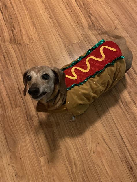 Modeling last year’s costume. An obligatory dachshund costume. : r/Dachshund