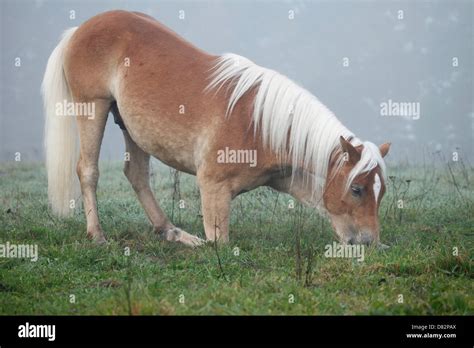 Haflinger horse shows trick Stock Photo - Alamy