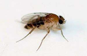 How to Get Rid of Gnats in Bathroom Drains & Sinks - Toiletseek