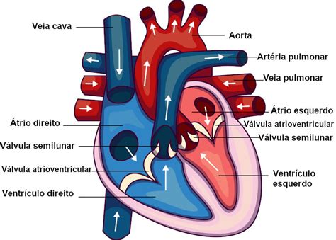 Coração: humano, dos vertebrados, caminho do sangue - Escola Kids