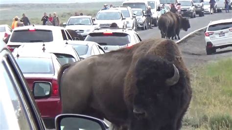 Yellowstone National Park Bison traffic jam - YouTube