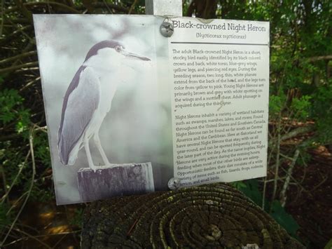 Breeding Marsh Bird Signage at Gatorland - ZooChat