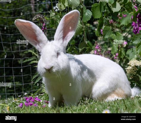 Flemish giant rabbit hi-res stock photography and images - Alamy