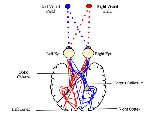 A review of early split-brain experiments