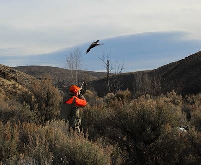 20 Best Quail Hunting Tips