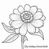 Zinnia Coloring Pages  Free & Printable sketch template
