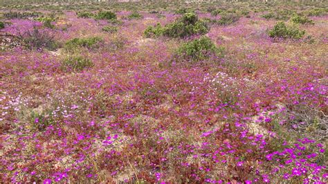 The Famous "Desert Flowers" of Chile's Atacama Region | IES Abroad