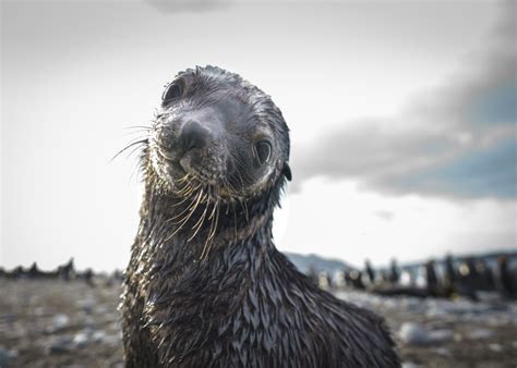 The secrets of Antarctic seals revealed