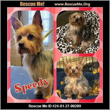 - Oklahoma Yorkie Rescue - ADOPTIONS - Rescue Me!