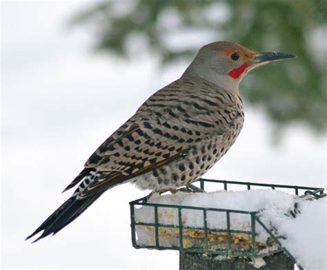 Northern Flicker