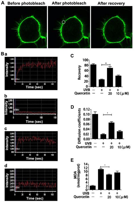 Effect of quercetin on cell membrane fluidity change and lipid ...