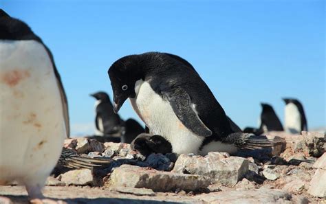 Penguin parenting secret: Adult poop benefits the babies - CNET