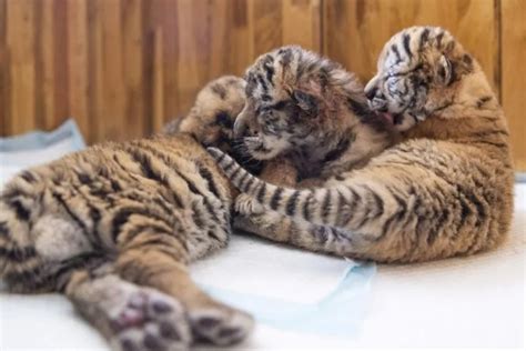 Bayi Harimau Siberia Tumbuh Sehat di China - Satu Harapan