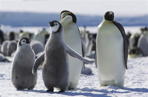 Emperor Penguin in Antarctica Attractions, Facts & Location