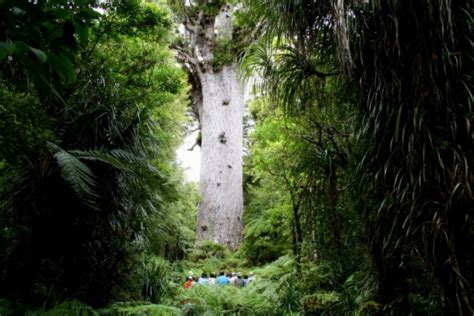 Footprints Waipoua – Maori Guided Forest Walks