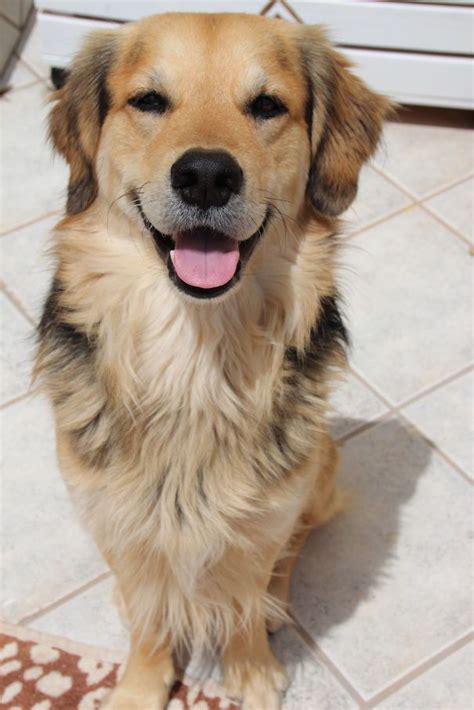 Dave - Mix Of Golden Retriver, German Shepard And Collie | Perros ...