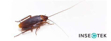 Water Bug vs. Cockroach – What is Infesting Your Home? - Insectek Pest Solutions