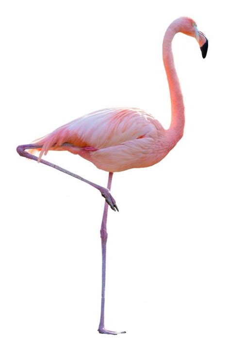 Why do Flamingos Stand on One Leg? (with pictures)