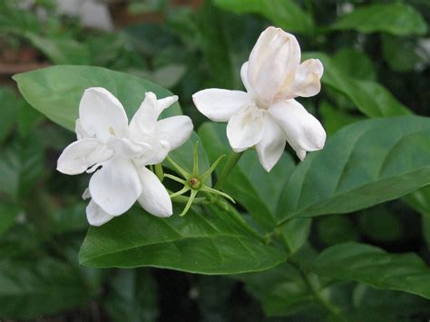 Jasminum sambac - Arabian jasmine plant care and culture | Travaldo's blog