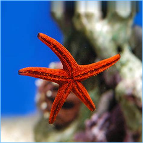 Red Sea Star or Red Starfish | Pete's Aquariums & Fish