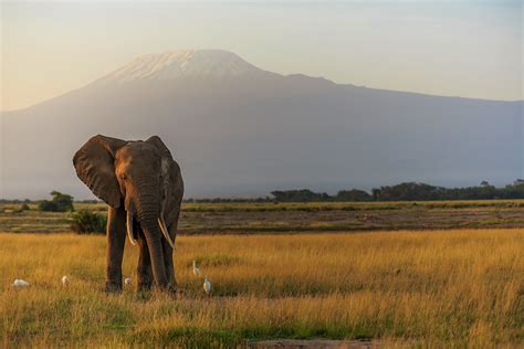 Mt Kilimanjaro National Park travel | Tanzania - Lonely Planet