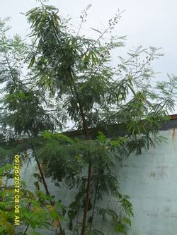 IPIL-IPIL - Trees in the Brgy. Bagtas, Cavite