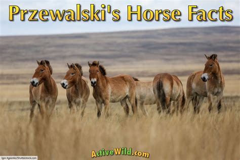 Przewalski's Horse Facts, Pictures & Information. Endangered Wild Horse