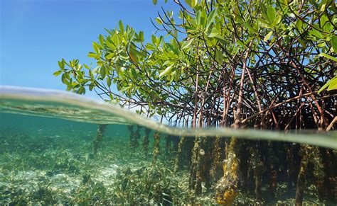 Scientists Claim Extracts from Mangrove Trees Can Prevent Baldness - Miami Hair Institute