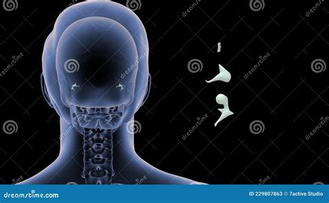 Location of Malleus, Incus Stapes in Human Stock Illustration - Illustration of anvil, malleus ...