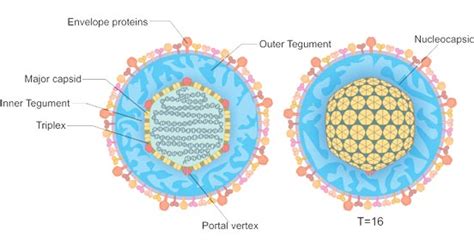 Herpesviruses Overview: Structure, Classification, Transmission, Treatment- CUSABIO