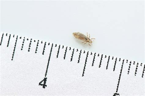 Lice pictures actual size