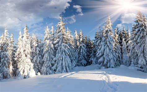 Winter Forest Windows 10 Theme - themepack.me